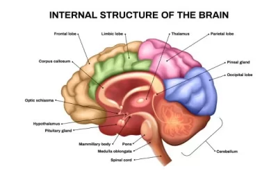 The Human Brain