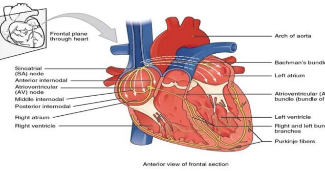 electrical activity of heart
