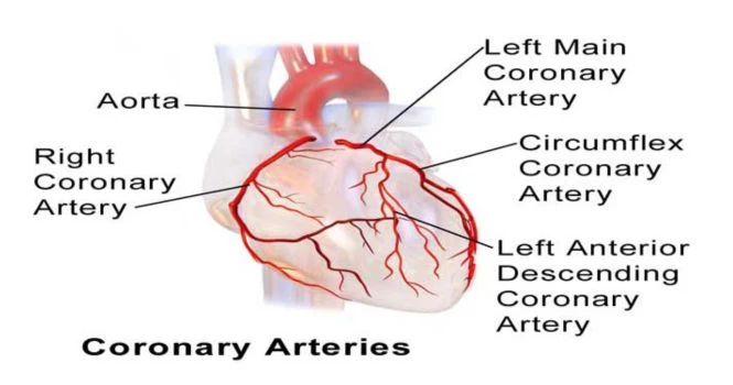 coronary arteries