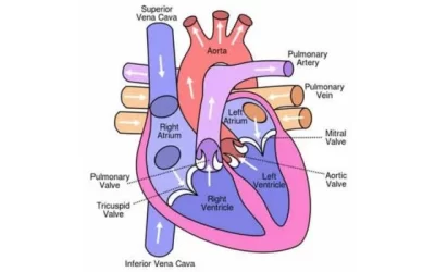 Anatomy of the Human Heart