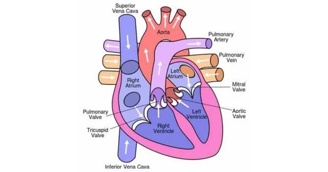 Anatomy of the human heart