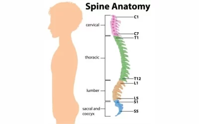 Spinal Cord