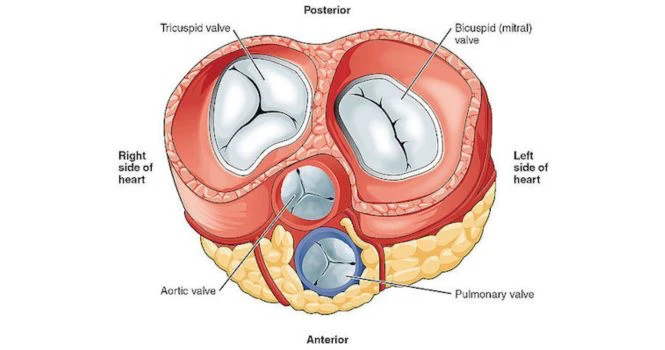 valves of the heart