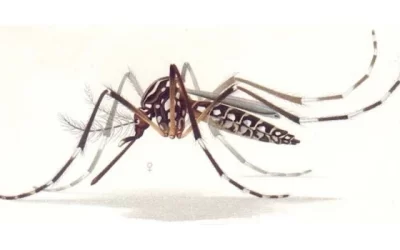 Dengue Fever