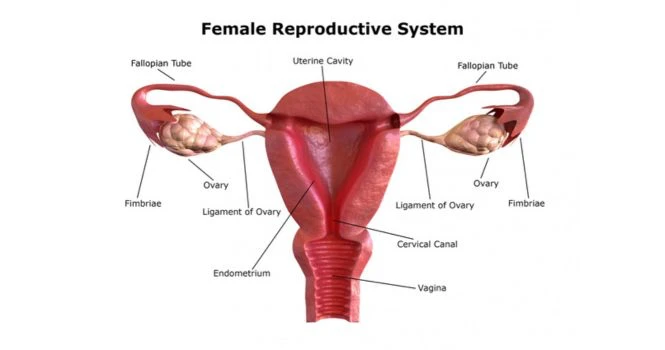 female reproductive system