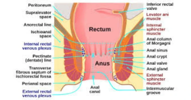 Anal canal showing rectum and anus with pectinate line