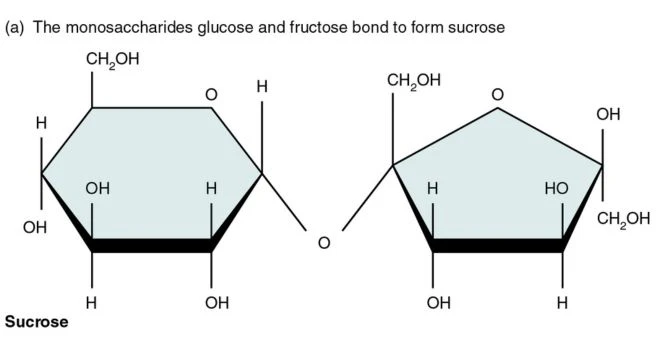 sucrose structure