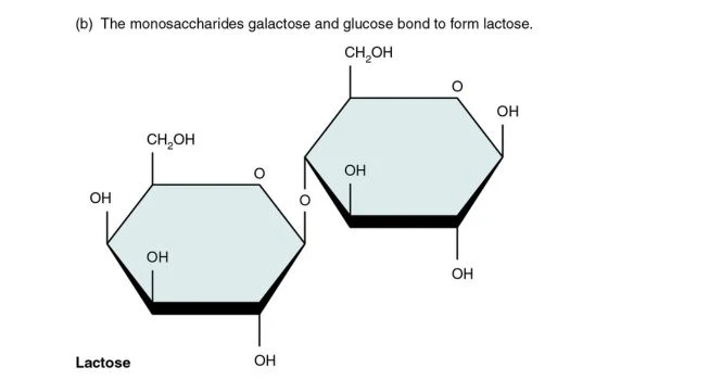 Lactose structure