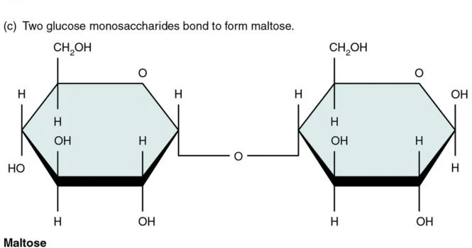 Maltose structure
