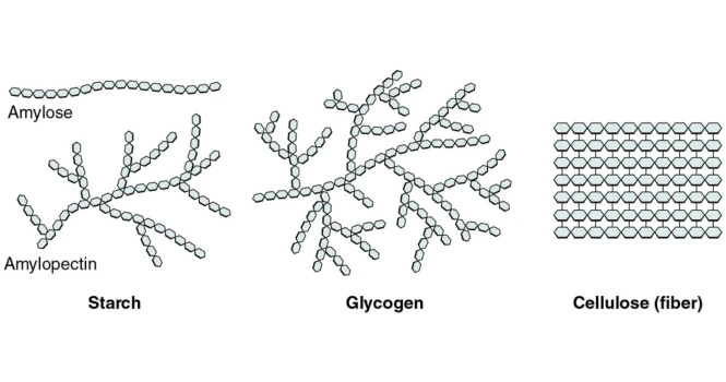 Polysaccharides structure