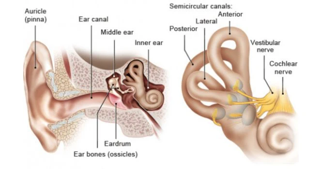 ear structure
