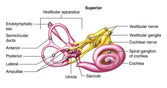 Vestibular structure