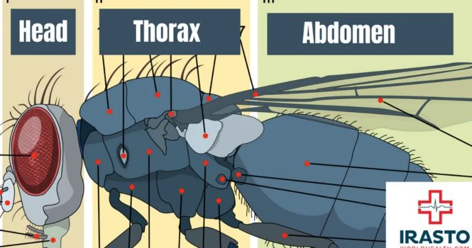 parts of housefly