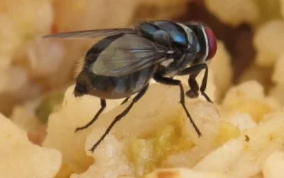 What Happens When a Fly Lands on Your Food?