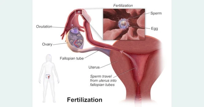 fertilization