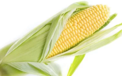 Is Corn Good for Diabetics?