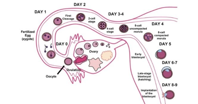 implantation hcg rise