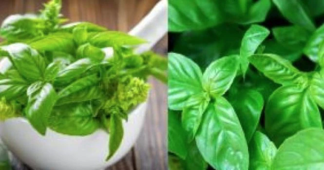 Basil leaves