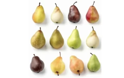 Benefits of Pear Fruit