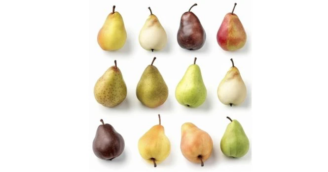 pears of the world