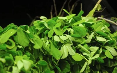 Fenugreek Leaves