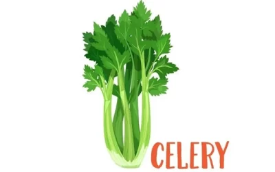 10 Health Benefits of Celery