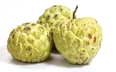 11 Incredible Health Benefits of Custard Apples