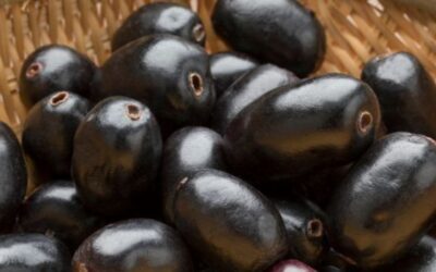Jamun Fruit: The Purple Powerhouse