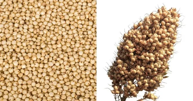 Jowar or Sorghum