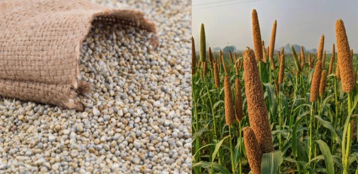 Pearl Millet (Pennisetum glaucum)