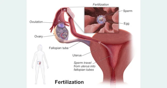 sperm and egg fertilisation