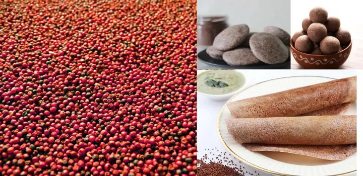 Finger Millet (Eleusine coracana)