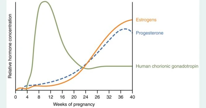 hcg rise chart