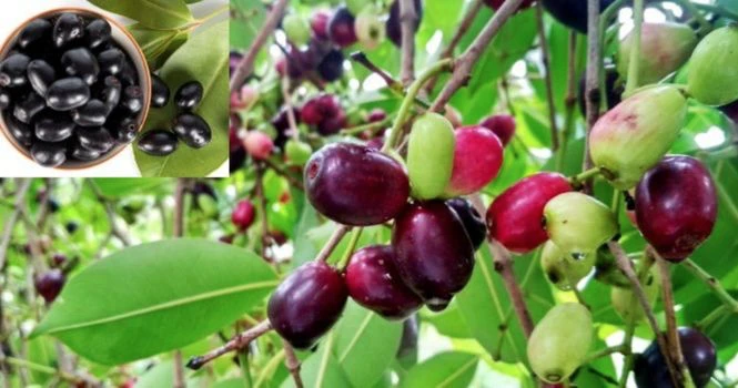 jamun fruit and tree