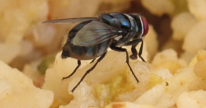 housefly on food