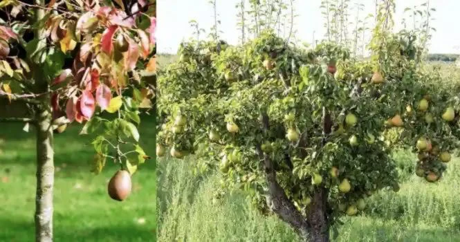 pear fruit plant with pears hanging