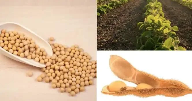 Soya plant and soya beans