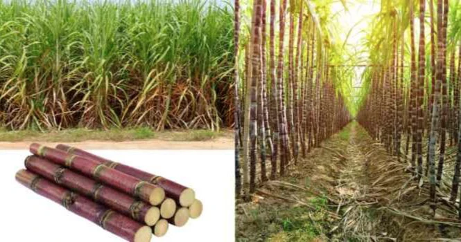 sugarcane crop