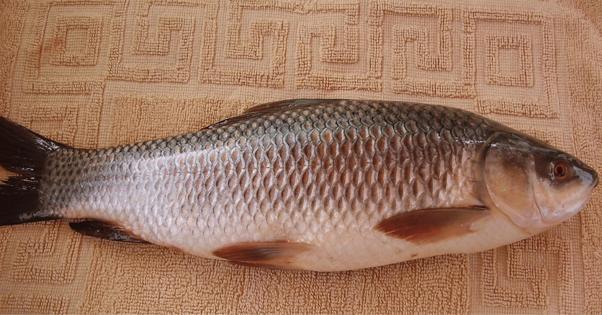 rohu fish protein per 100g