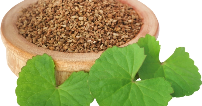 Ajwain leaves benefits