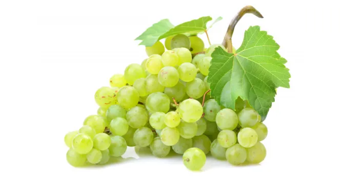 do grapes have lectins