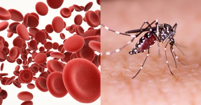 which food increase platelets in blood during dengue