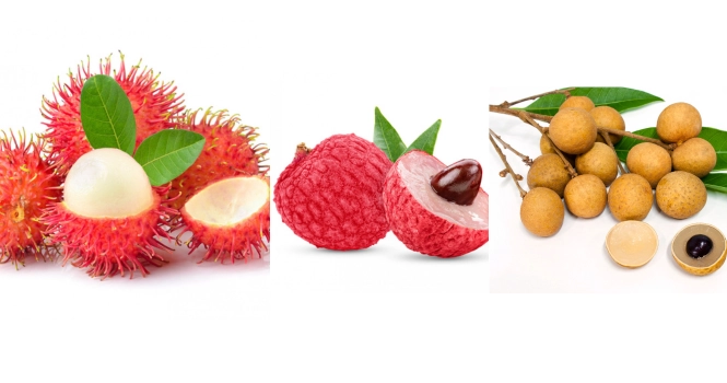 rambutan vs lychee vs longan