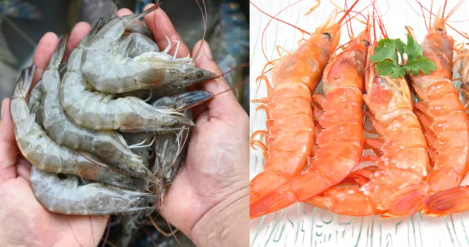 shrimp vs prawn