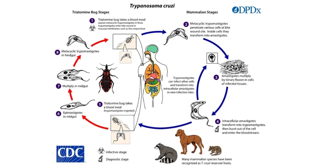 life cycle of Trypanosoma cruzi
