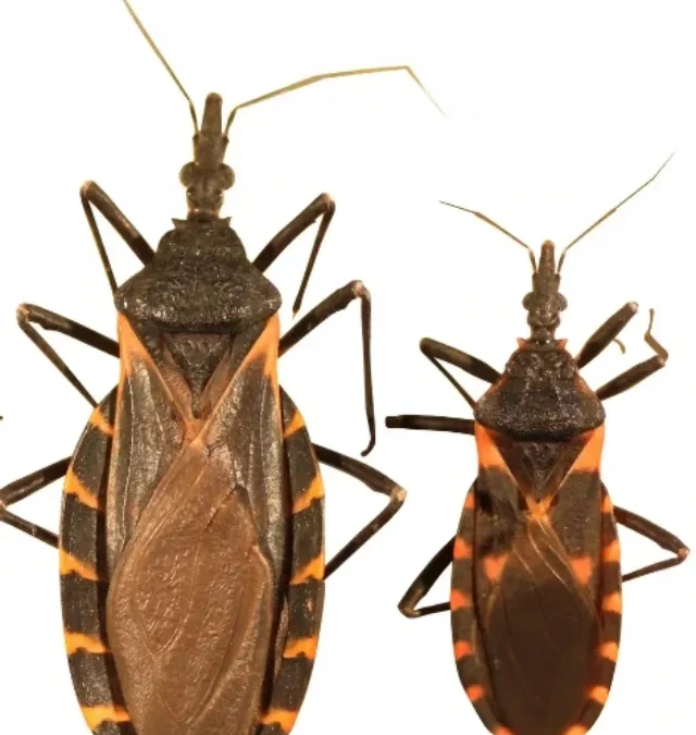 Chagas Disease Explained: Symptoms, Spread & Prevention