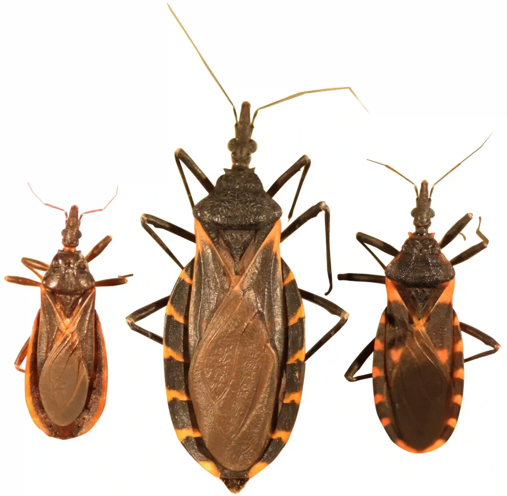 Trypanosoma cruzi