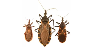kissing bug species chagas disease