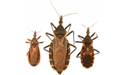 Chagas Disease: Causes, Symptoms, Prevention, and Latest News